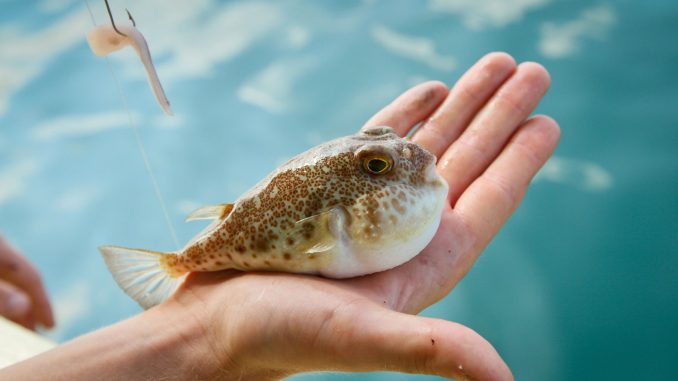 Fugu. A hal, amely mérgezőbb a ciánnál is
