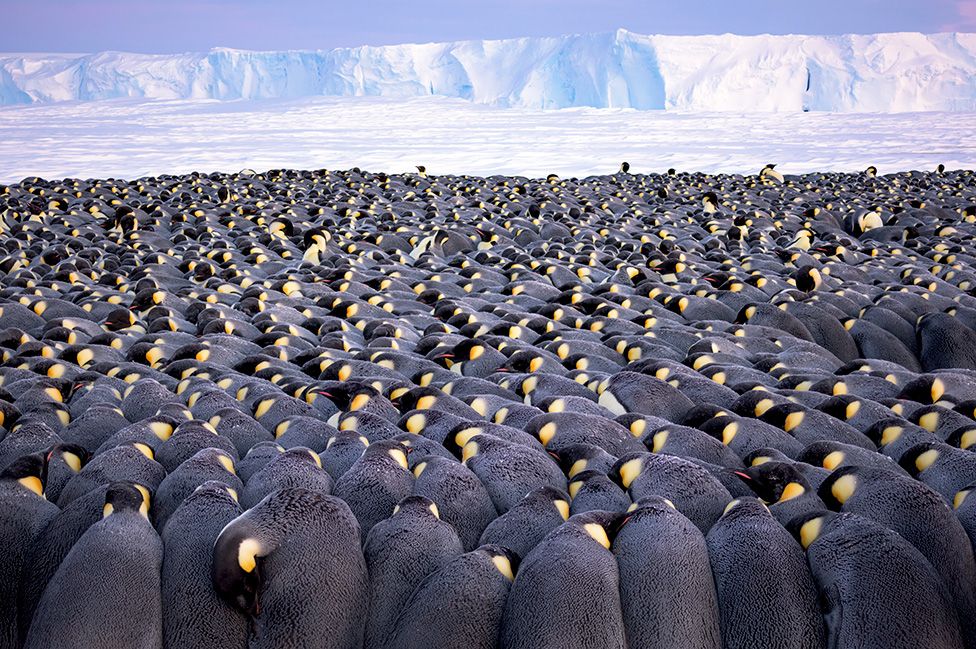 A német Stefan Christmann az Antarktiszon fotózott mintegy ötezer egymáshoz bújó hím császárpingvint, amelyek tojásaikat óvják a hideg széltől, ez alatt a nőstények a tengerben kutatnak táplálék után. A kép Az év portfóliója díjat nyerte el.