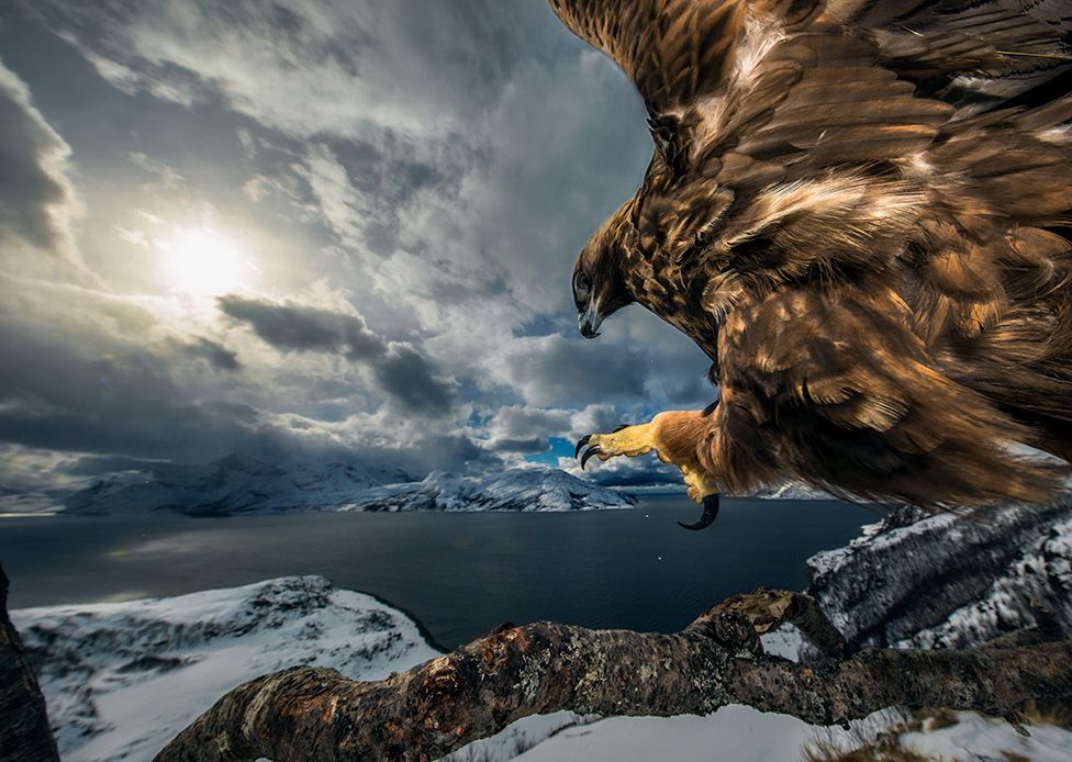 A madarak viselkedése kategória győztes képét a norvég Audun Rikardsen készítette, aki egy fjord fölött egy fa ágára leszálló szirti sast kapott le.