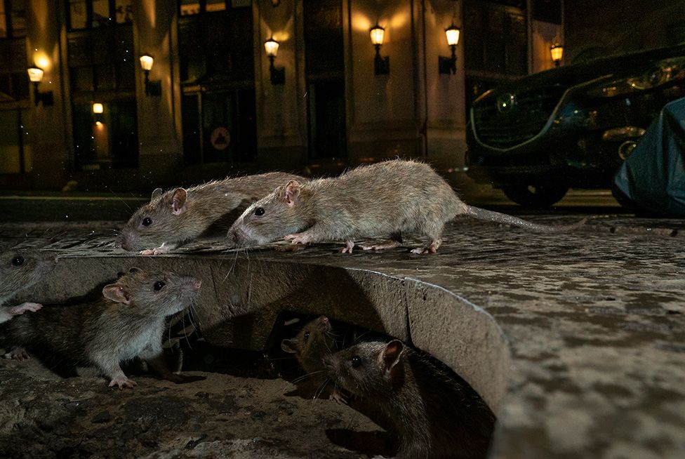 A National Geographic fotósa, Charlie Hamilton James, a városi természetfotó kategóriában vitte el a trófeát azzal a képével, amely éjszaka egy New York-i utcai csatorna nyílása körül nyüzsgő patkányokról készült.