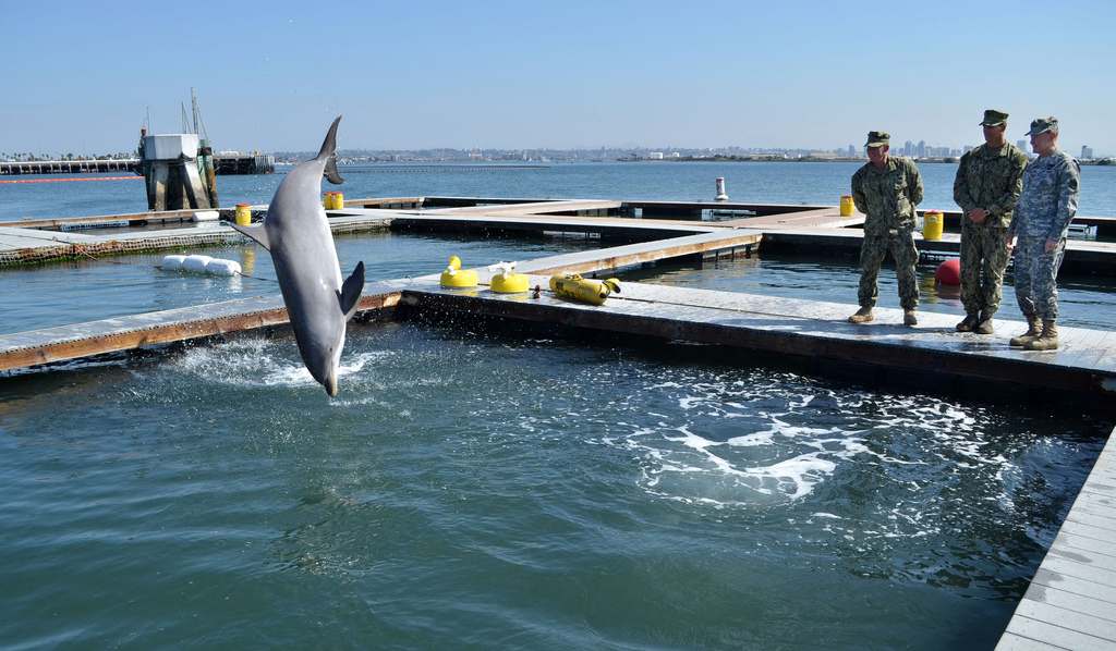 Delfinek őrzik a világ legnagyobb nukleáris arzenálját