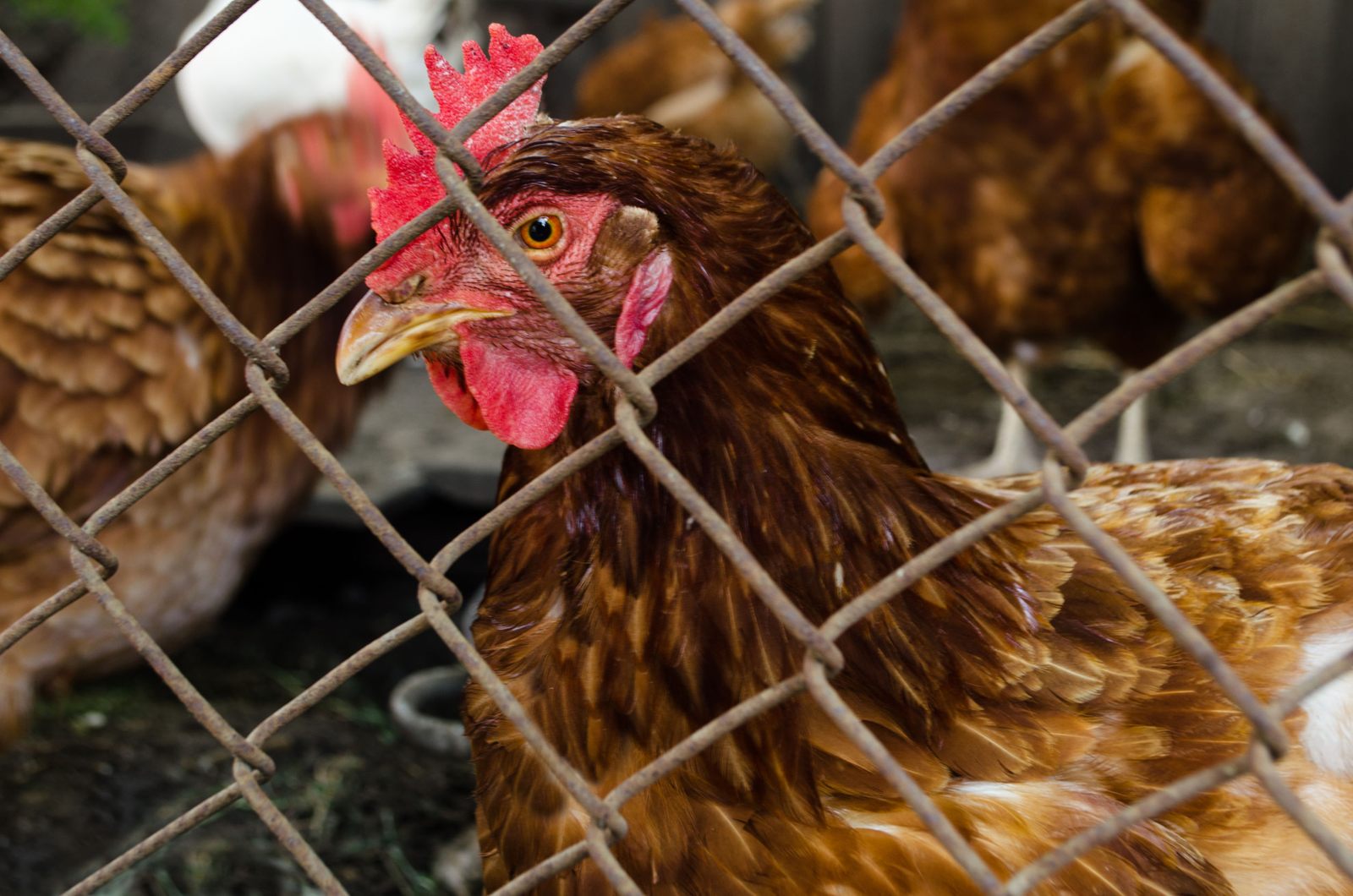 Pár hét alatt egymilliónál is több kacsát, pulykát, libát és tyúkot irtottak ki a madárinfluenza miatt